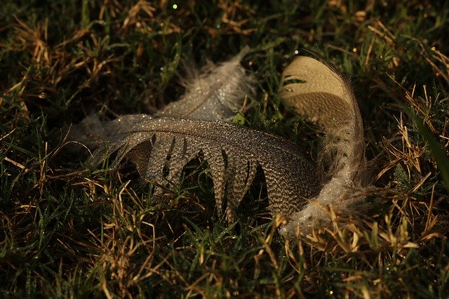 Free download Feather Goose -  free photo or picture to be edited with GIMP online image editor