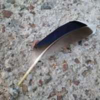 Free download Feather free photo or picture to be edited with GIMP online image editor