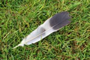 Free download Feather On Grass free photo or picture to be edited with GIMP online image editor