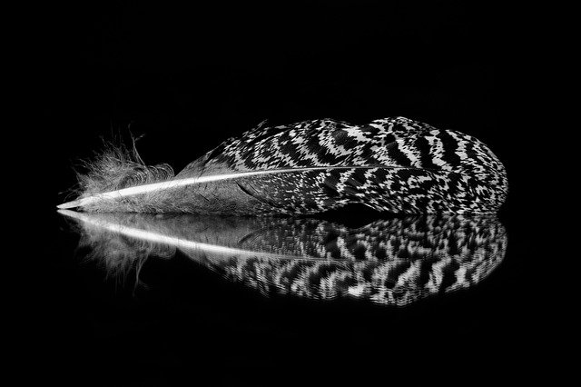 Free download feather pheasant bird free picture to be edited with GIMP free online image editor
