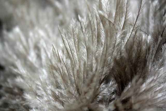 Free download feather plumage fragile duster free picture to be edited with GIMP free online image editor