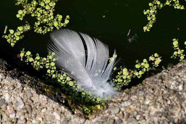 Free download feather pond water filigree favor free picture to be edited with GIMP free online image editor