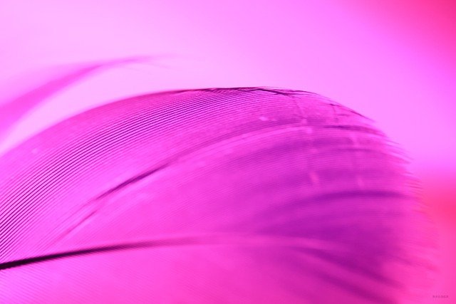 Free download feather purple background wallpaper free picture to be edited with GIMP free online image editor