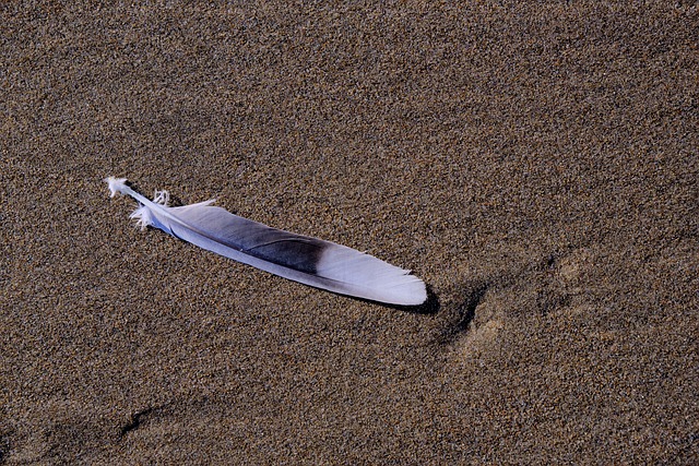 Bezpłatne pobieranie pióro piasek plaża ptak długi szary darmowy obraz do edycji za pomocą bezpłatnego internetowego edytora obrazów GIMP