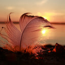 Feathers and sunsets  screen for extension Chrome web store in OffiDocs Chromium