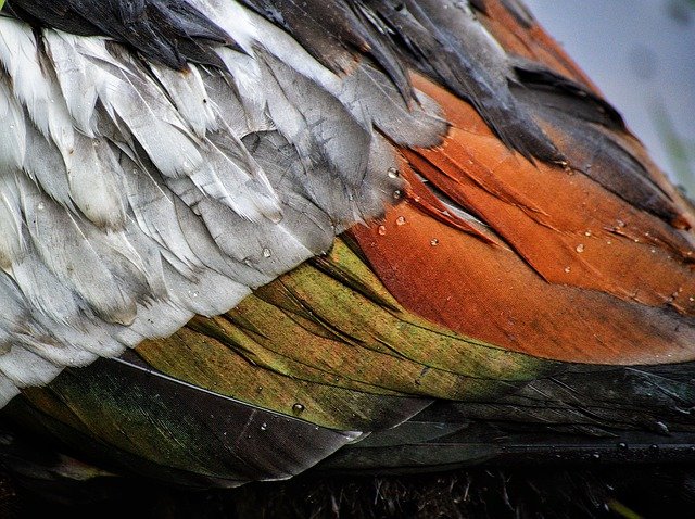 Free download feathers duck bird avian nature free picture to be edited with GIMP free online image editor