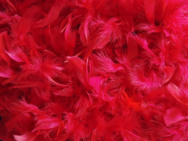 Free download feathers dyed colored red crimson free picture to be edited with GIMP free online image editor