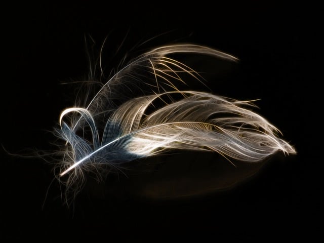 Free download feathers nature black background free picture to be edited with GIMP free online image editor