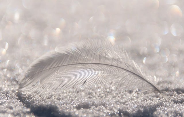Free download feather snow easy white background free picture to be edited with GIMP free online image editor