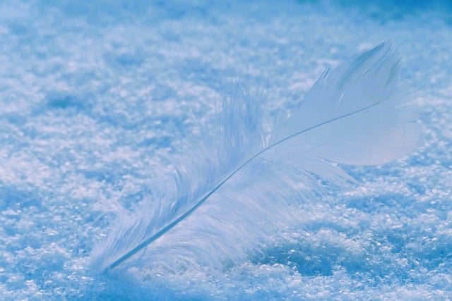 Baixe gratuitamente a imagem gratuita de penas de neve voando em azul frio para ser editada com o editor de imagens on-line gratuito do GIMP