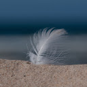 Feathers stuck in the sand  screen for extension Chrome web store in OffiDocs Chromium
