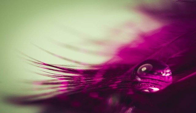 Free download Feather Water Drop Of -  free photo or picture to be edited with GIMP online image editor