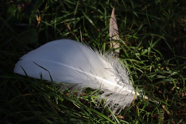 Bezpłatne pobieranie Feather White Bird - bezpłatne zdjęcie lub obraz do edycji za pomocą internetowego edytora obrazów GIMP