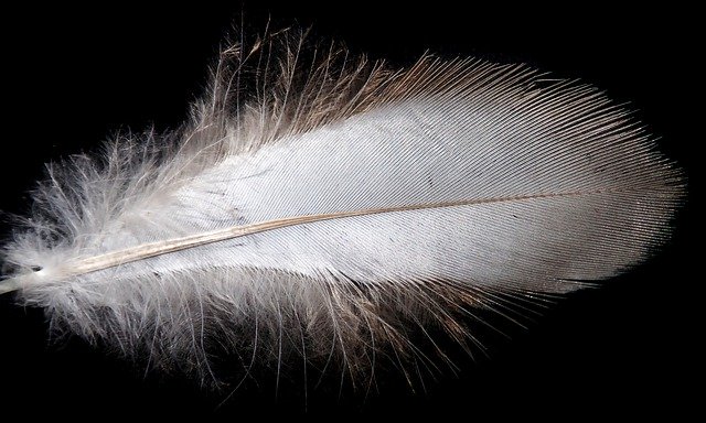 Free download Feather White Plumage -  free photo or picture to be edited with GIMP online image editor