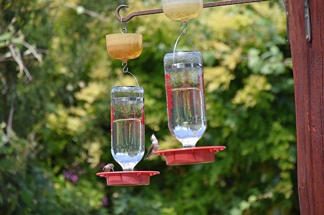 Free download Feeders Hummingbird Bird -  free photo or picture to be edited with GIMP online image editor