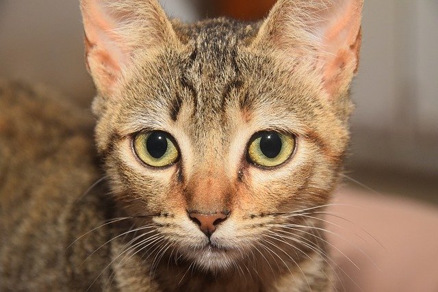 Descărcare gratuită Pisicuța animală felină - fotografie sau imagini gratuite pentru a fi editate cu editorul de imagini online GIMP