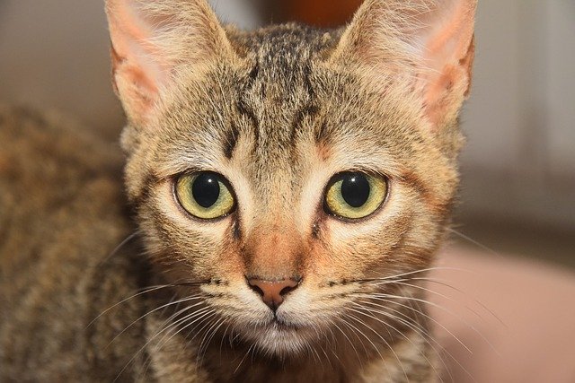 Free download Feline Animal Kitten -  free photo or picture to be edited with GIMP online image editor