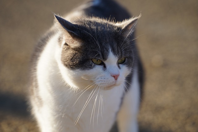 Free download feline cat animal nature free picture to be edited with GIMP free online image editor