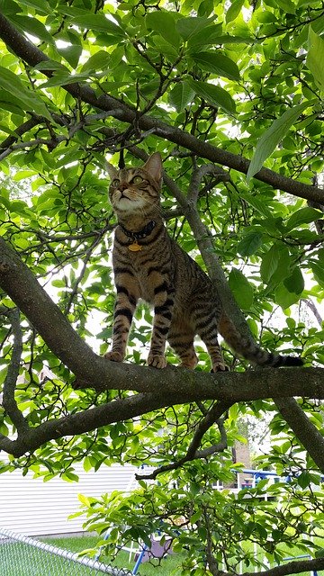 무료 다운로드 Feline Hunting Tabby American - 무료 사진 또는 김프 온라인 이미지 편집기로 편집할 수 있는 사진