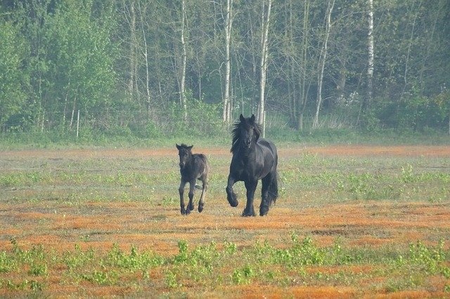Free download Fell Pony -  free photo or picture to be edited with GIMP online image editor