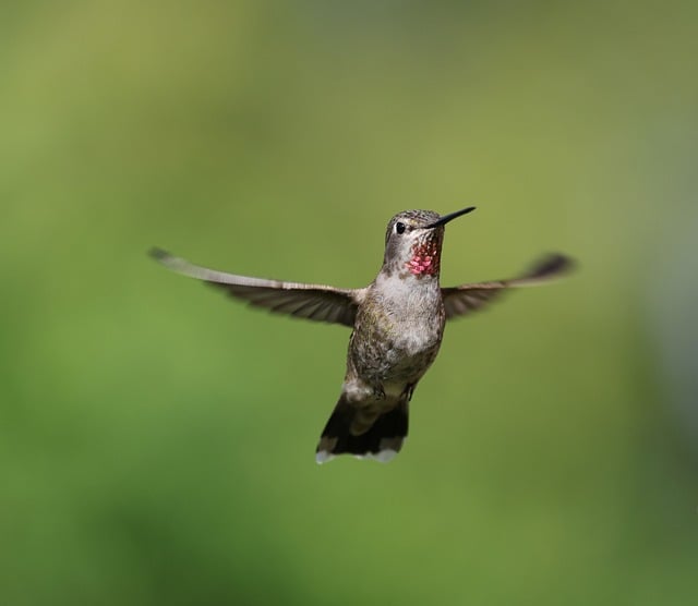 Free download female bird nature wildlife free picture to be edited with GIMP free online image editor