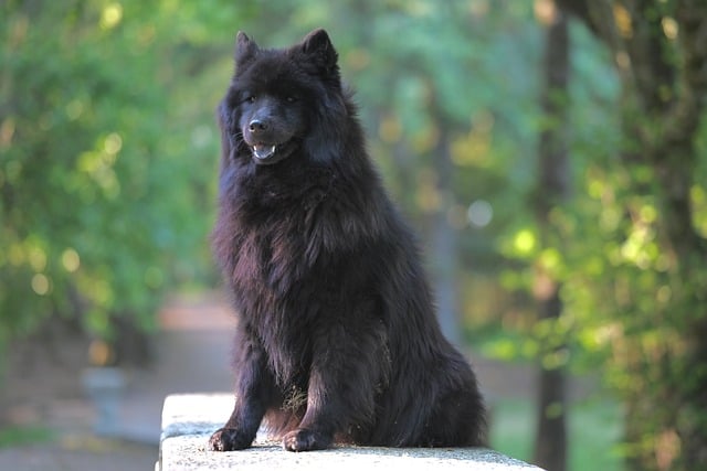 Free download female dog eurasier plou animal free picture to be edited with GIMP free online image editor