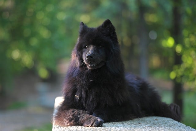 Free download female dog eurasier plou animal dog free picture to be edited with GIMP free online image editor