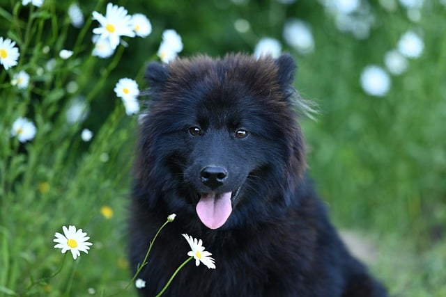 Free download female eurasier animal dog canine free picture to be edited with GIMP free online image editor