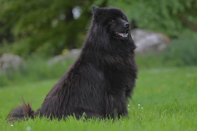 Free download female eurasier plou animal dog free picture to be edited with GIMP free online image editor