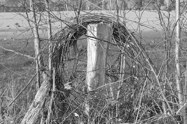 Muat turun percuma Fence Barbed Wire Border - foto atau gambar percuma untuk diedit dengan editor imej dalam talian GIMP