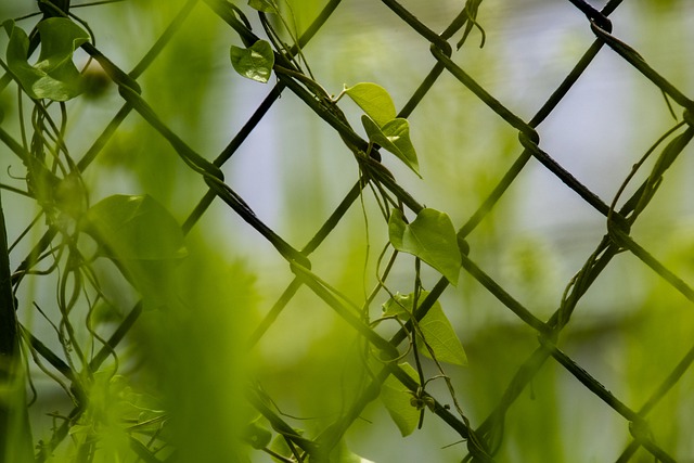 Free download fence climber plant green grid free picture to be edited with GIMP free online image editor
