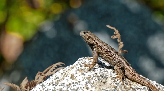 Free download fence lizard lizard reptile free picture to be edited with GIMP free online image editor