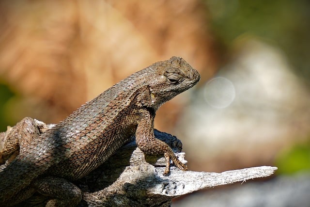 Free download fence lizard reptile wildlife free picture to be edited with GIMP free online image editor