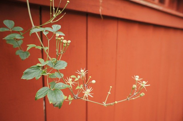 ດາວ​ໂຫຼດ​ຟຣີ Fence Red Barn - ຮູບ​ພາບ​ຟຣີ​ຫຼື​ຮູບ​ພາບ​ທີ່​ຈະ​ໄດ້​ຮັບ​ການ​ແກ້​ໄຂ​ກັບ GIMP ອອນ​ໄລ​ນ​໌​ບັນ​ນາ​ທິ​ການ​ຮູບ​ພາບ​