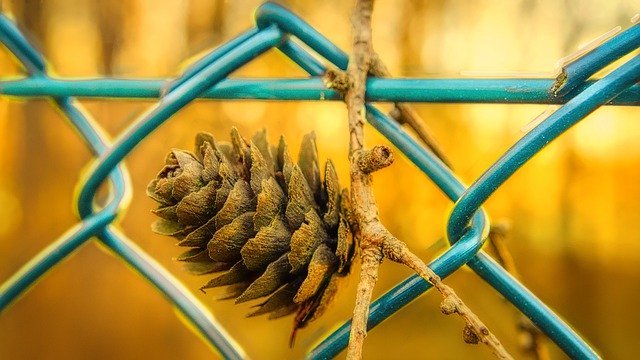 無料ダウンロードFenceTapPineCones-GIMPオンライン画像エディタで編集できる無料の写真または画像