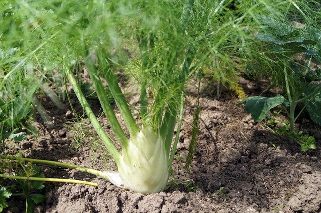 Template Photo Fennel Bulb for OffiDocs
