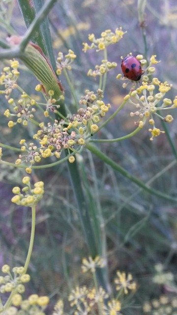 Free download Fennel Ladybug Flower -  free photo or picture to be edited with GIMP online image editor