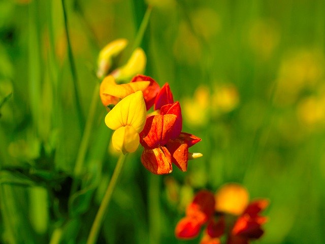 Free download Fenugreek Biodiversity Pointed -  free photo or picture to be edited with GIMP online image editor