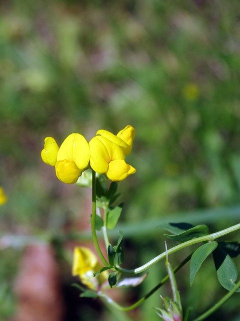 Free download Fenugreek Wild Flower Trigonella -  free photo or picture to be edited with GIMP online image editor