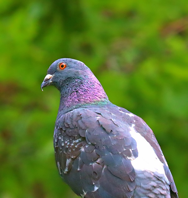 Free download feral pigeon pigeon bird animal free picture to be edited with GIMP free online image editor