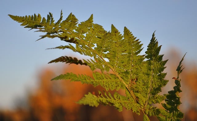 Free download fern autumn forest sky foliage free picture to be edited with GIMP free online image editor