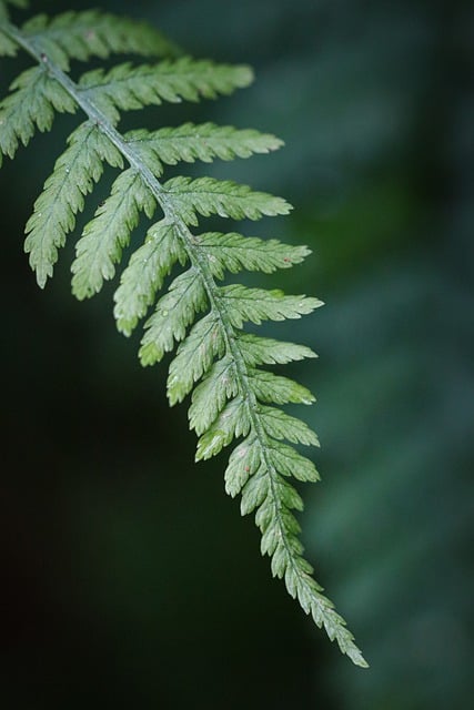 Free download fern botany nature earth forest free picture to be edited with GIMP free online image editor