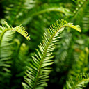 Fern branches and leaves  screen for extension Chrome web store in OffiDocs Chromium