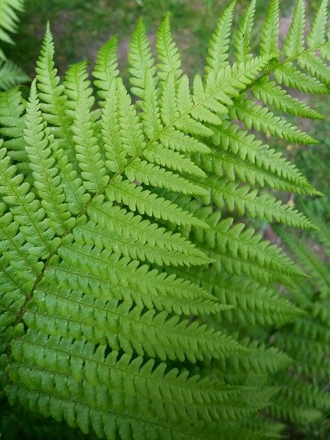Free download Fern Close Up -  free photo or picture to be edited with GIMP online image editor