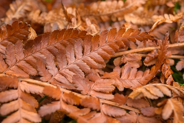 Free download fern dried fern foliage leaves free picture to be edited with GIMP free online image editor