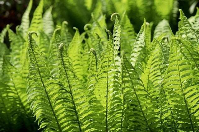 Free download fern fern fronds fern leaves free picture to be edited with GIMP free online image editor