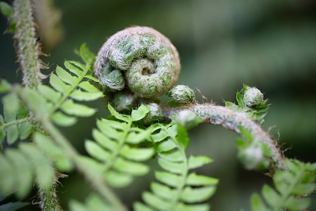 Free download fern fern fronds growth sprout free picture to be edited with GIMP free online image editor