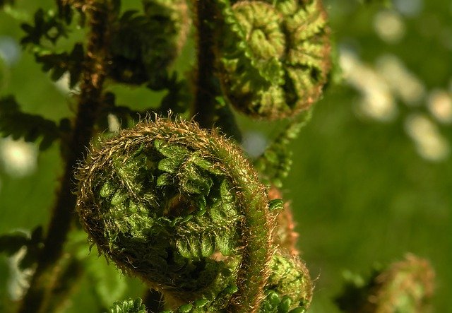 Free download fern fiddlehead plant spring free picture to be edited with GIMP free online image editor