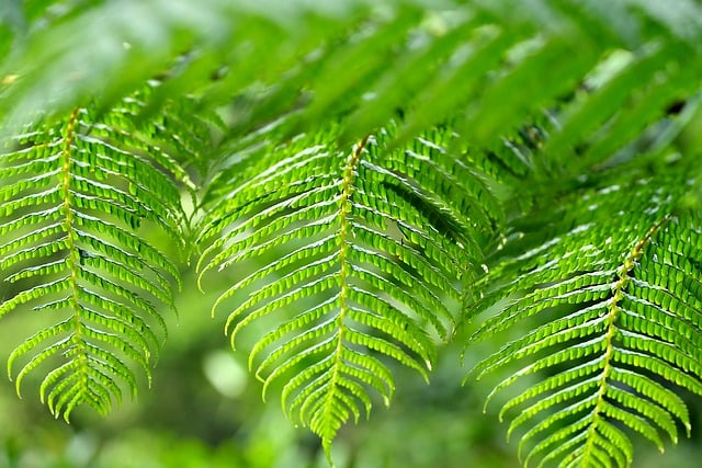 Free download fern flora plant green nature free picture to be edited with GIMP free online image editor