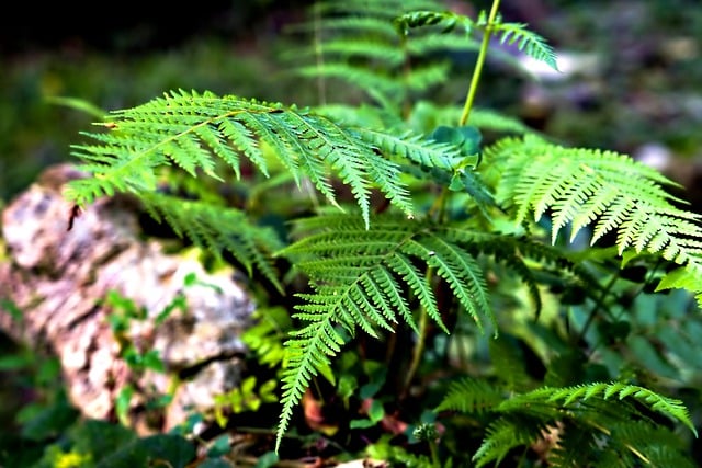 Free download fern foliage leaves forest botany free picture to be edited with GIMP free online image editor
